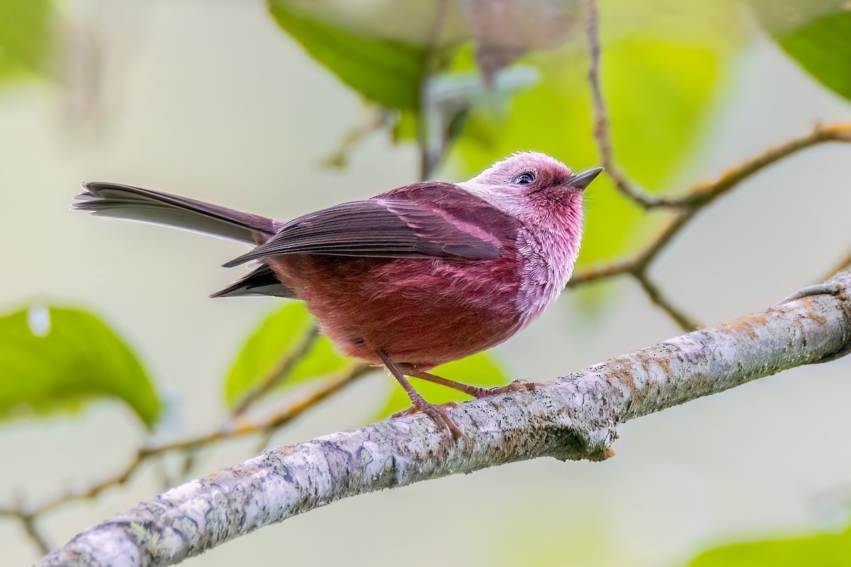 rosenparula - ML641522911