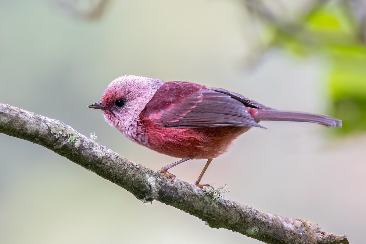rosenparula - ML641522914