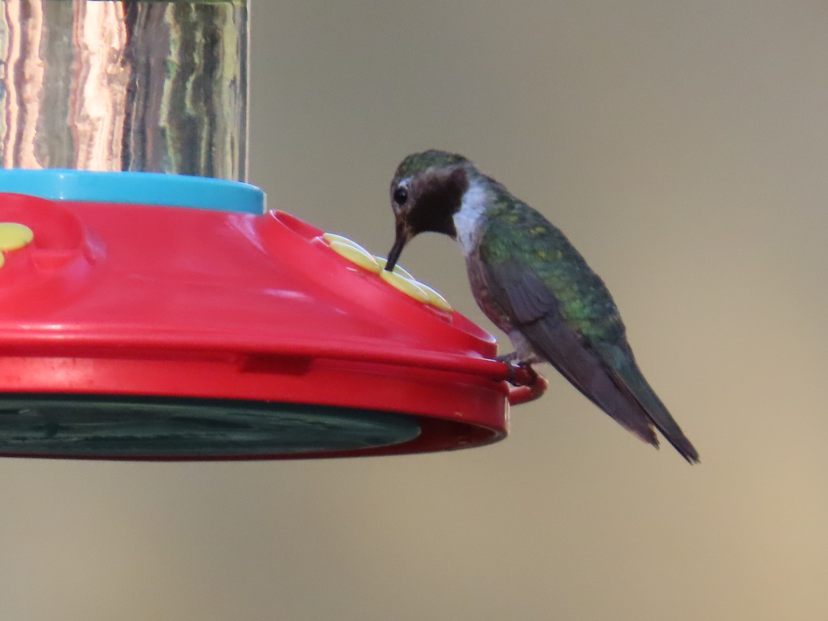 Broad-tailed Hummingbird - ML641522920