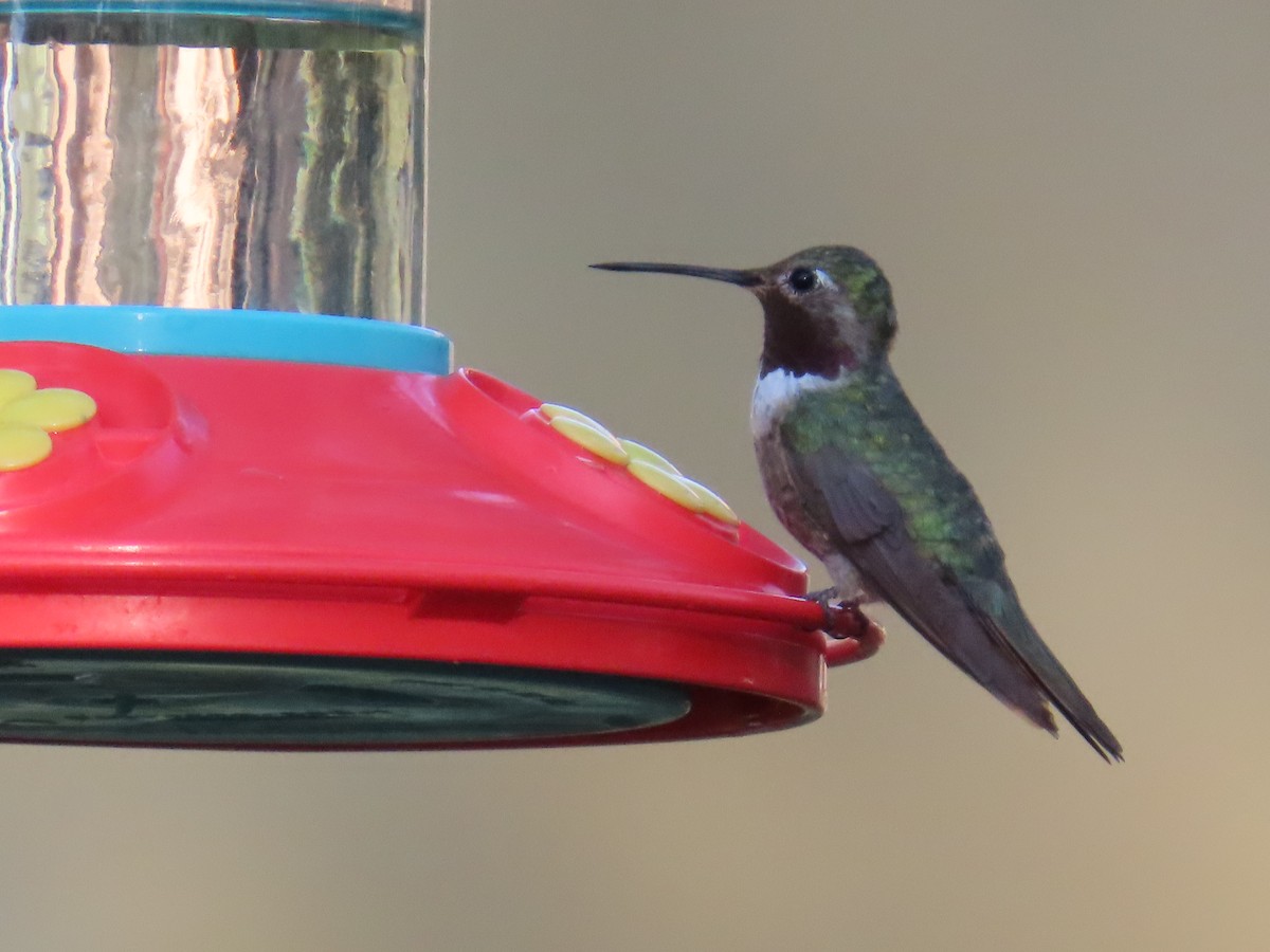 Broad-tailed Hummingbird - ML641522960