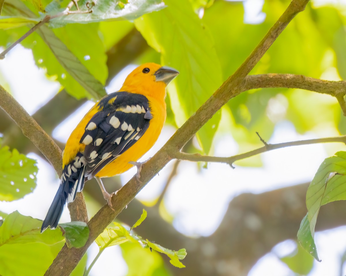 Yellow Grosbeak - ML641522978