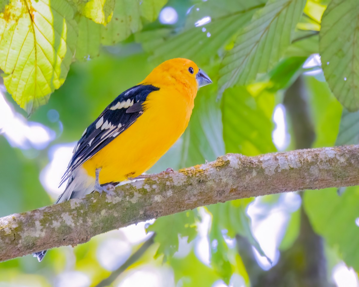 Yellow Grosbeak - ML641522979