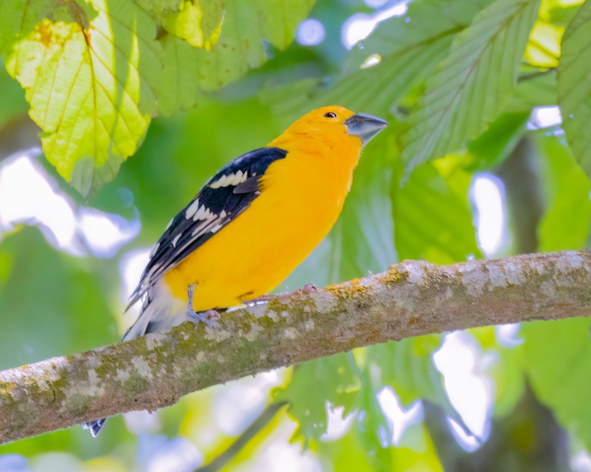 Yellow Grosbeak - ML641522980