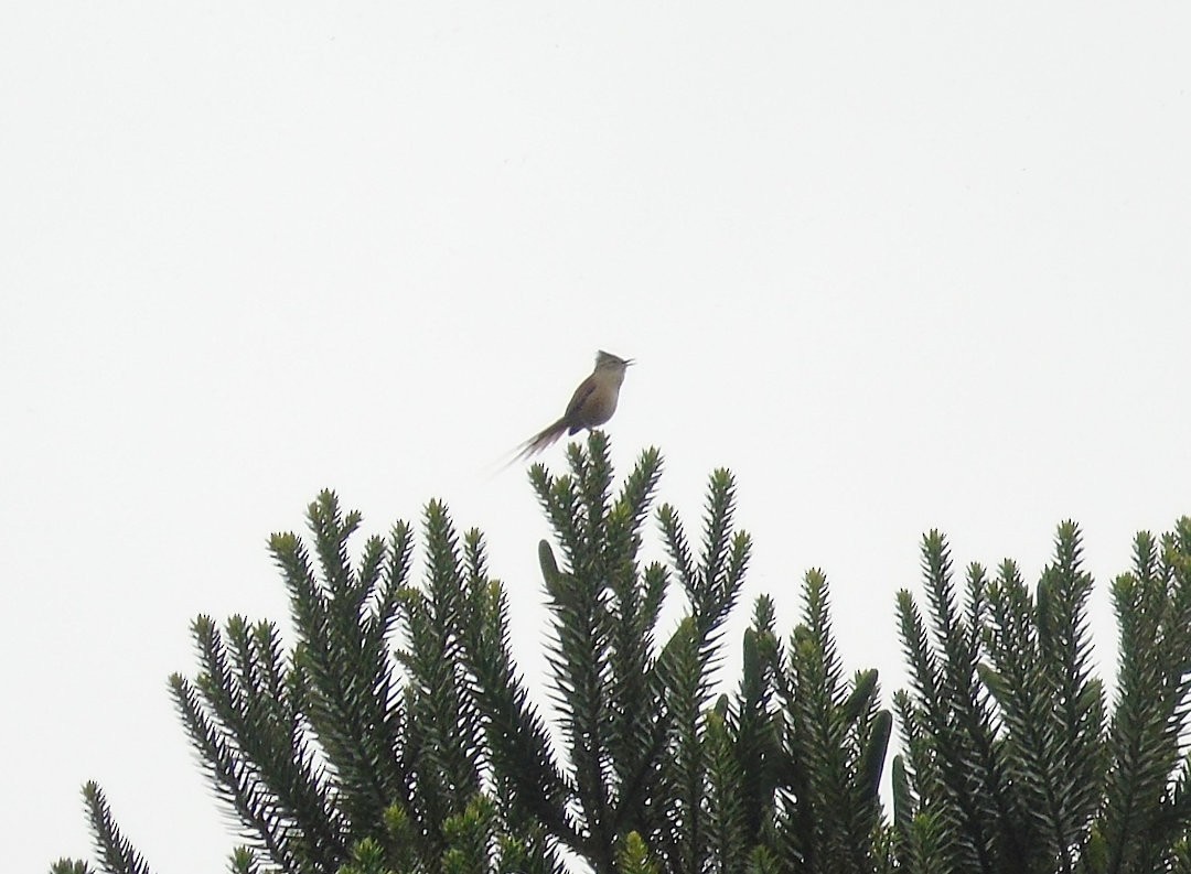 Araucaria Tit-Spinetail - ML641522992