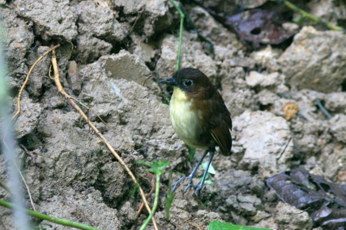 Yellow-breasted Antpitta - ML641523033