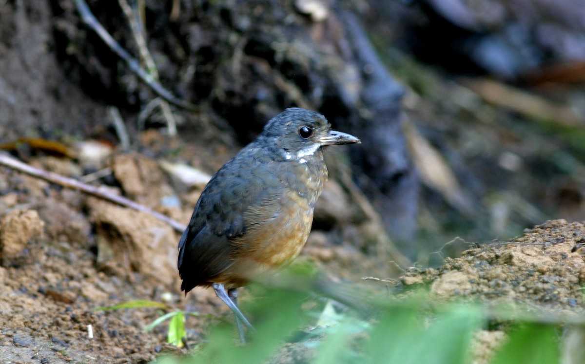 Moustached Antpitta - ML641523052