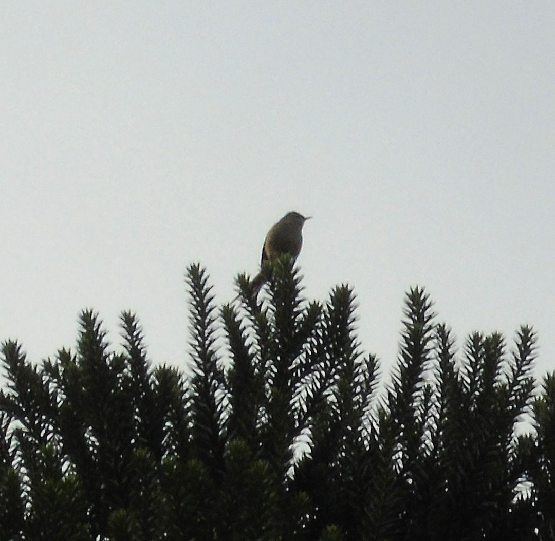 Araucaria Tit-Spinetail - ML641523054