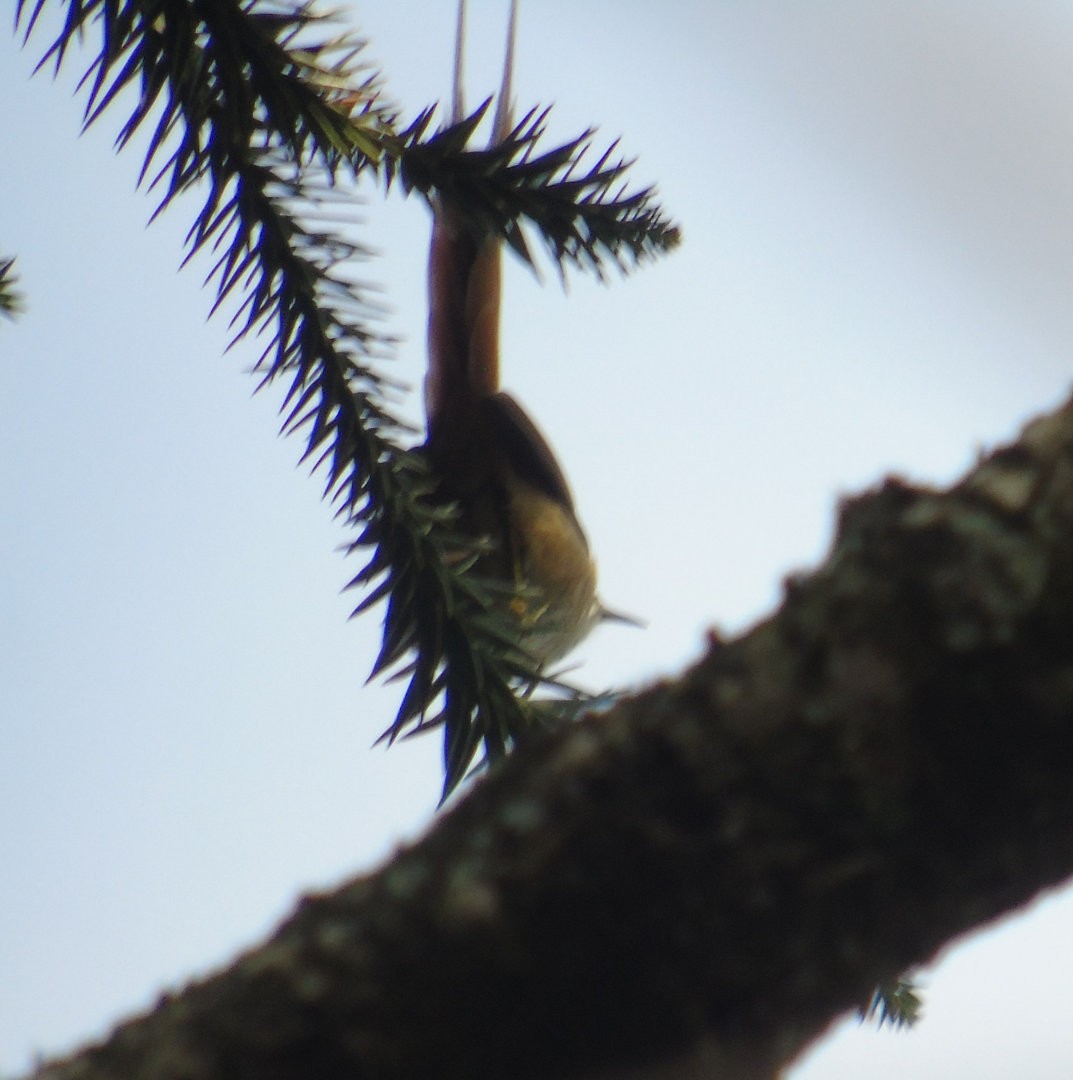 Araucaria Tit-Spinetail - ML641523055