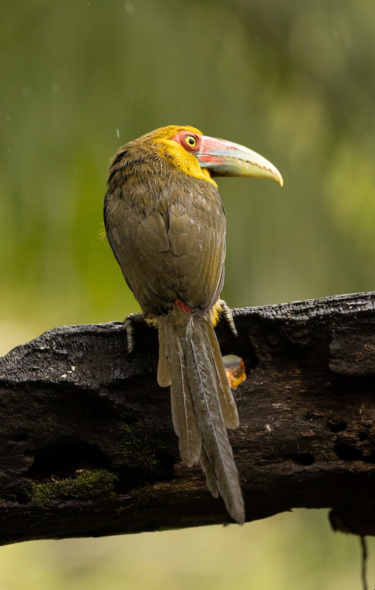 Saffron Toucanet - ML641523075