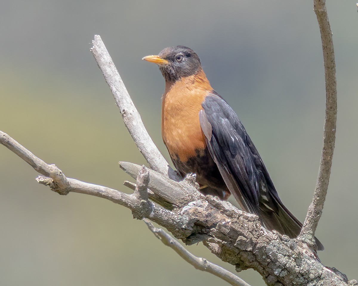 Rufous-collared Robin - ML641523117