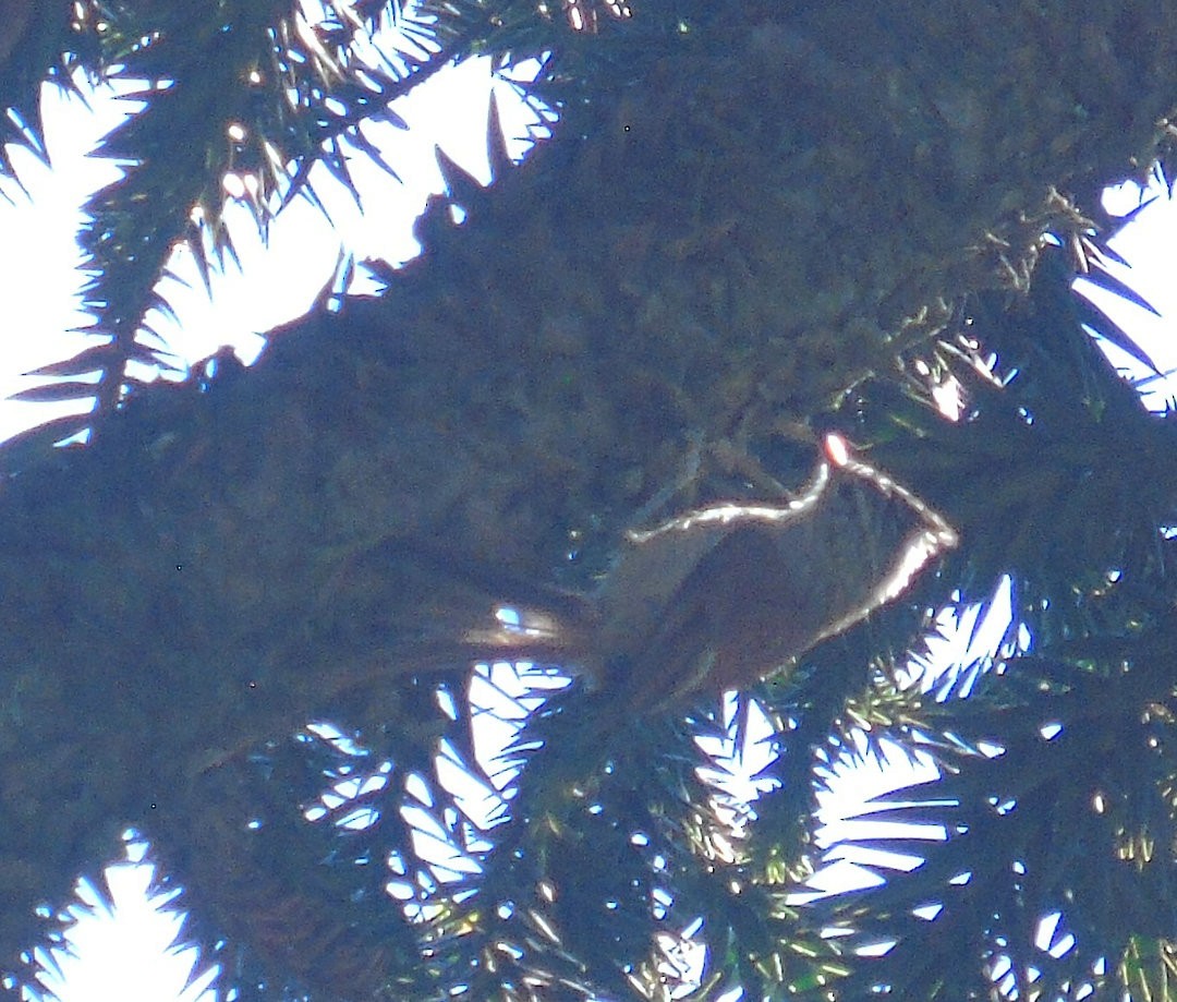 Araucaria Tit-Spinetail - ML641523119