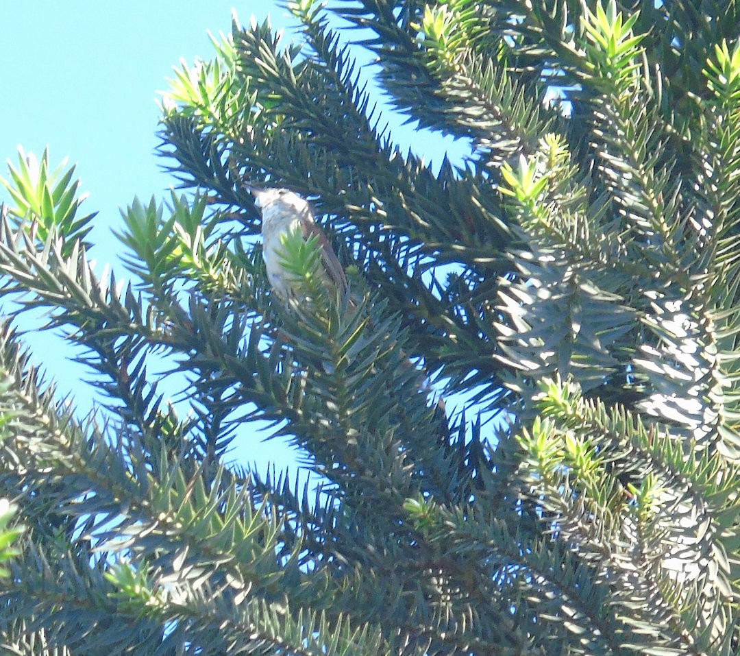 Araucaria Tit-Spinetail - ML641523120