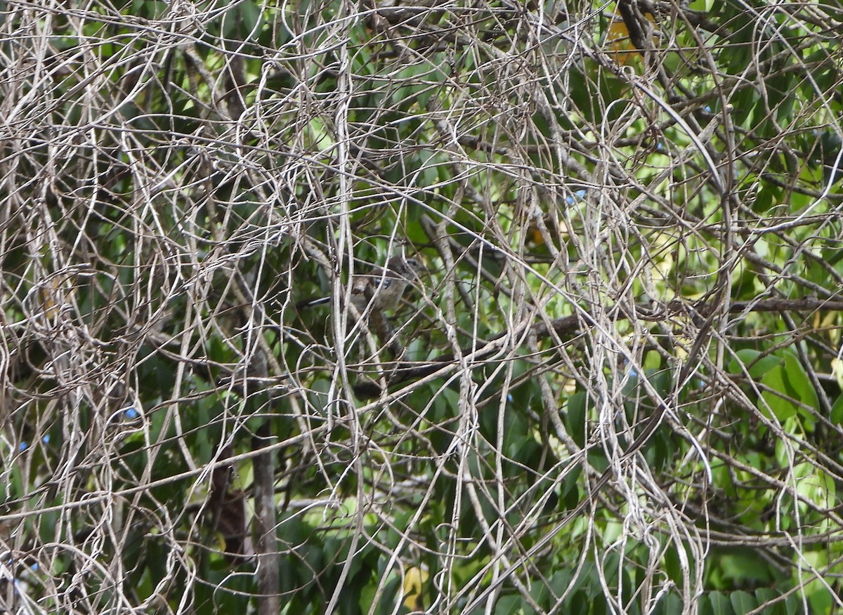 Northern White-fringed Antwren - ML641523121
