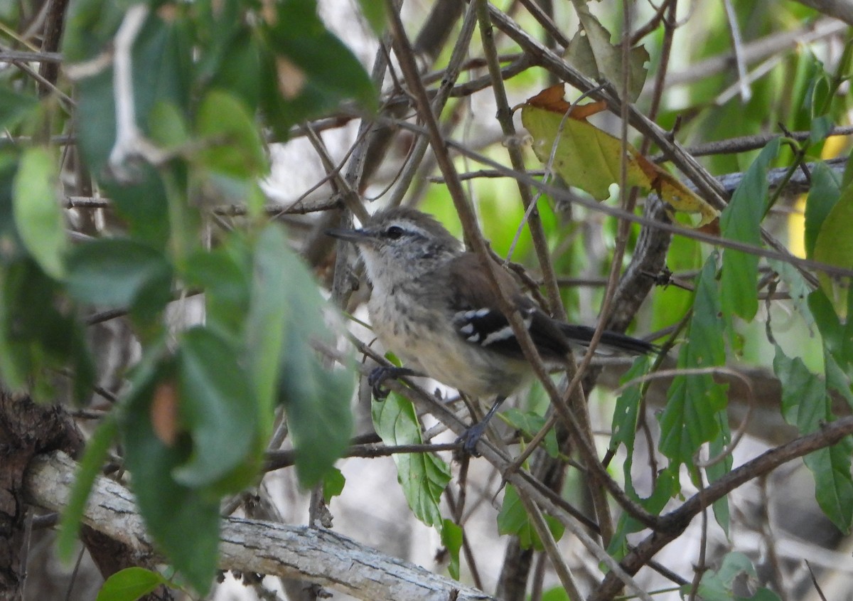 Northern White-fringed Antwren - ML641523124