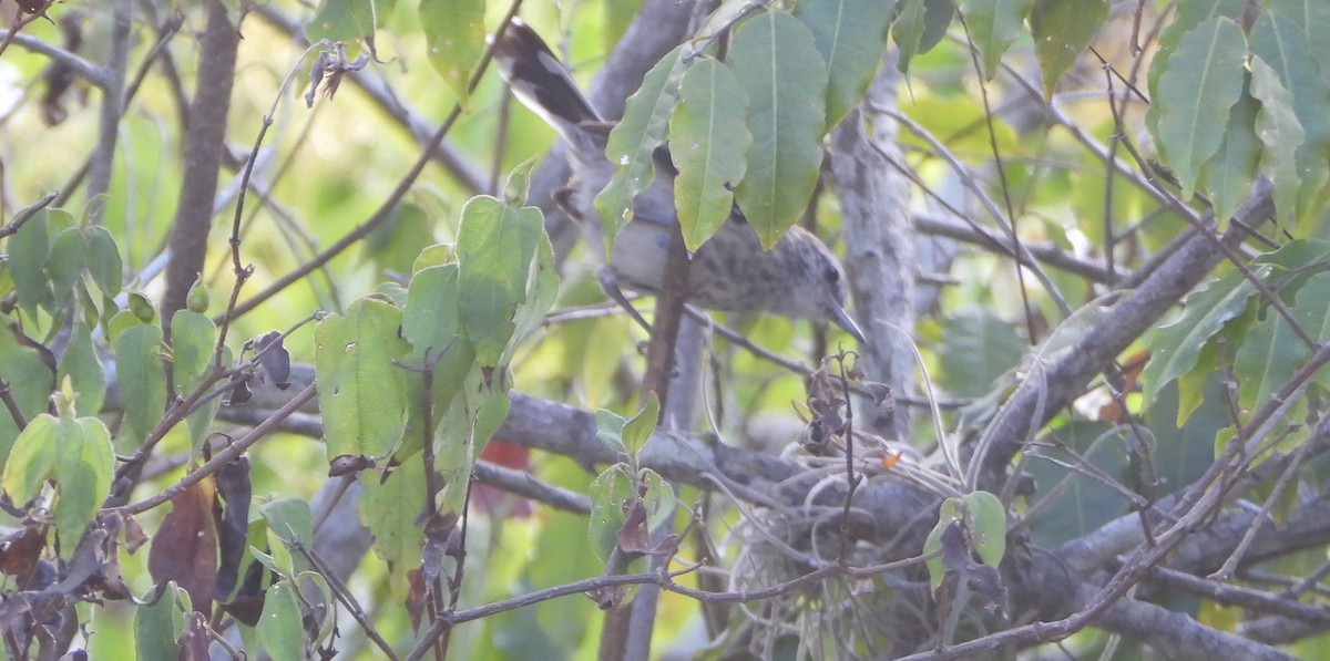 Northern White-fringed Antwren - ML641523208