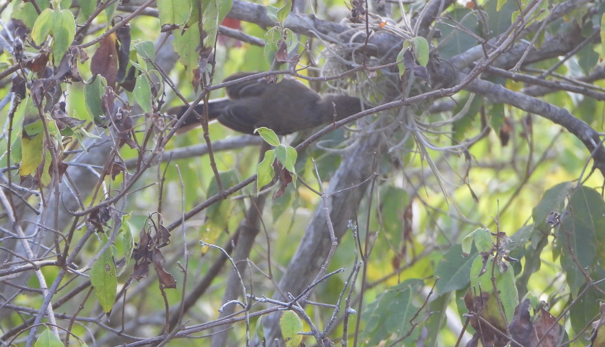 Northern White-fringed Antwren - ML641523209