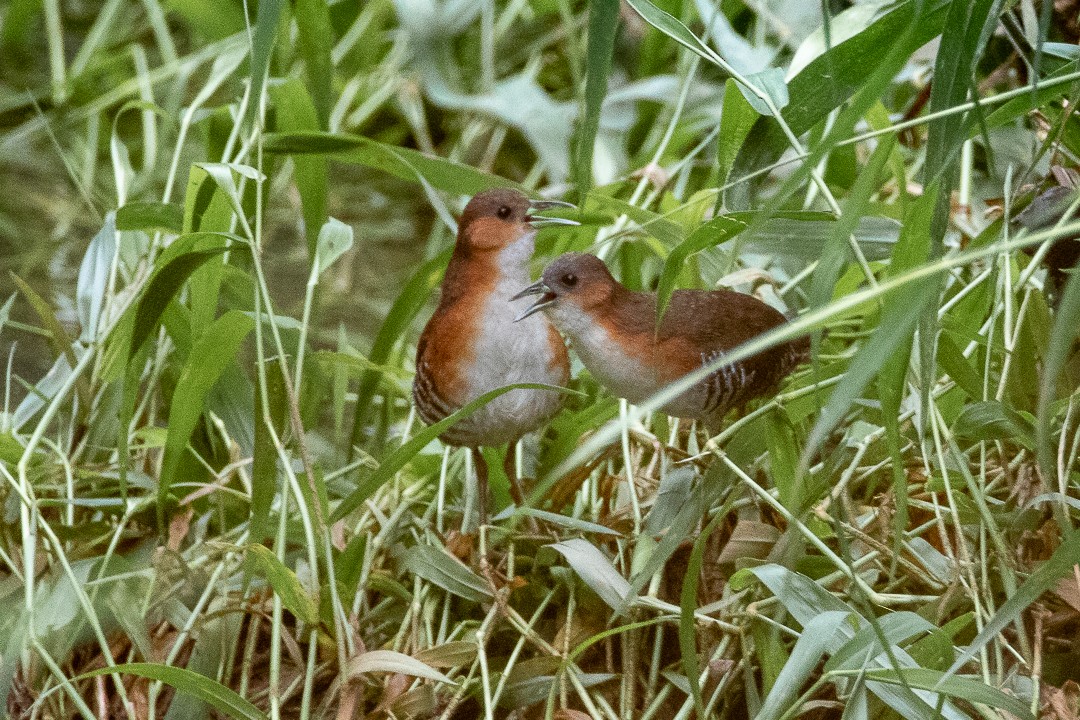 ノドジロコビトクイナ - ML641523234