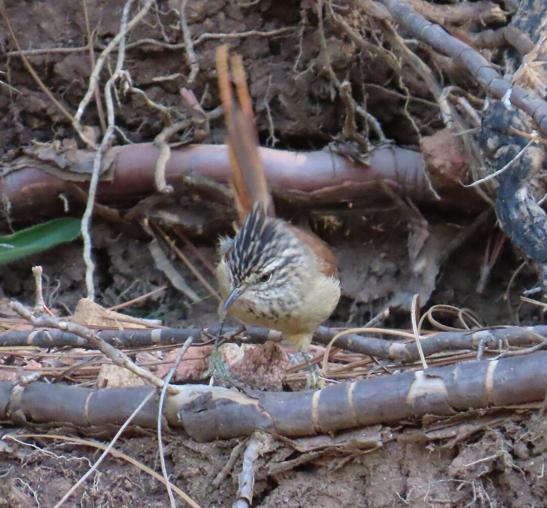 Araucaria Tit-Spinetail - ML641523236