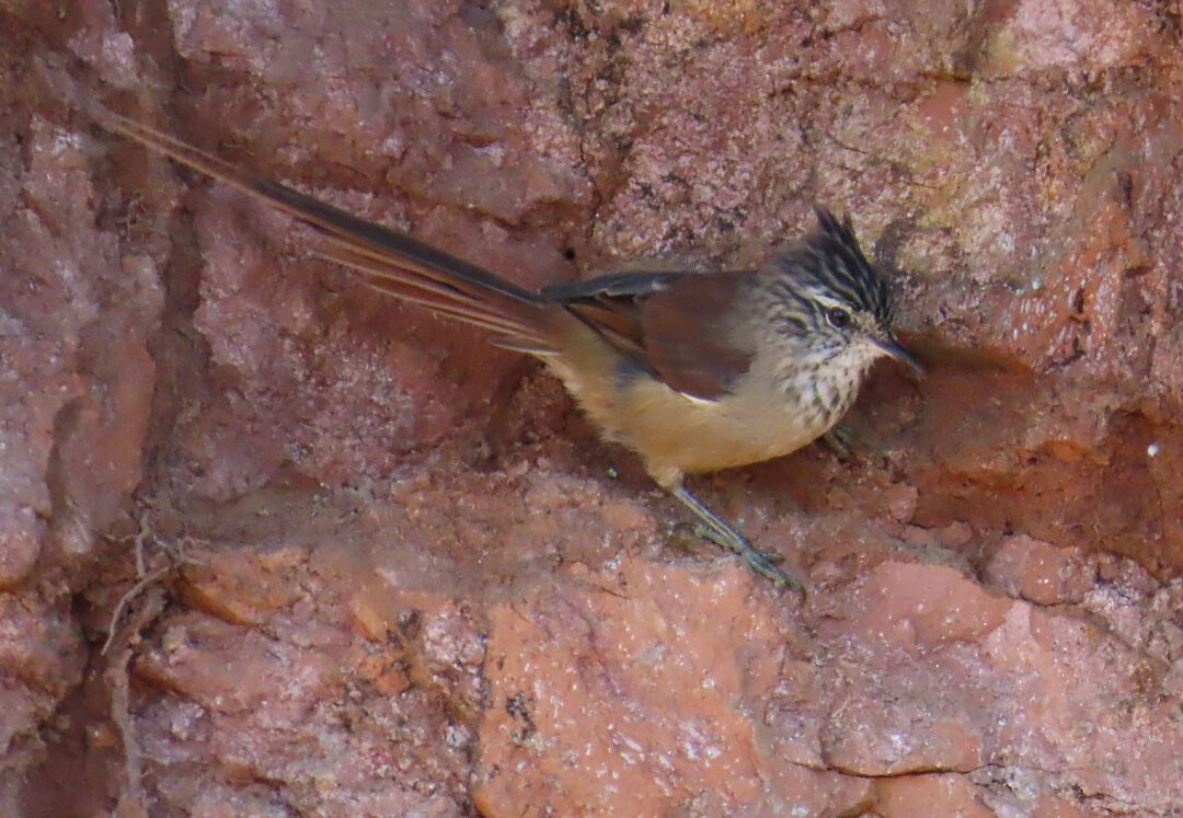 Araucaria Tit-Spinetail - ML641523237
