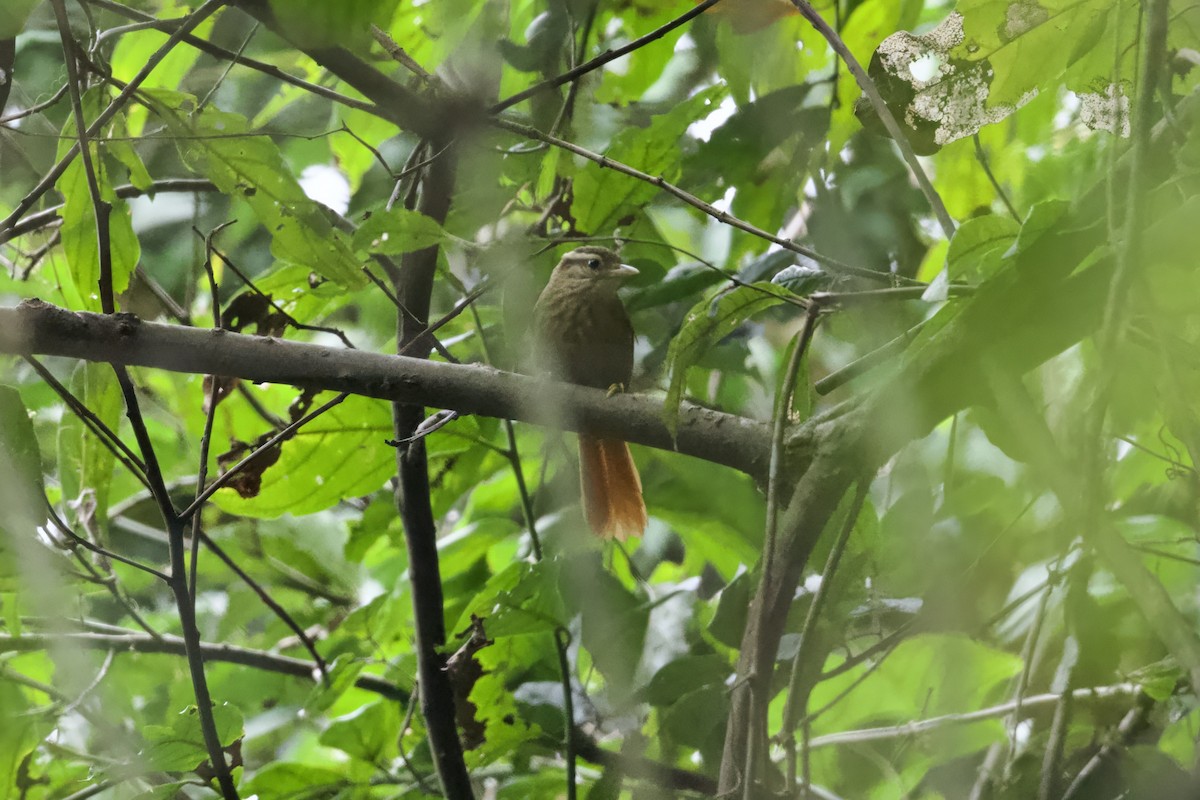 White-browed Foliage-gleaner - ML641523271