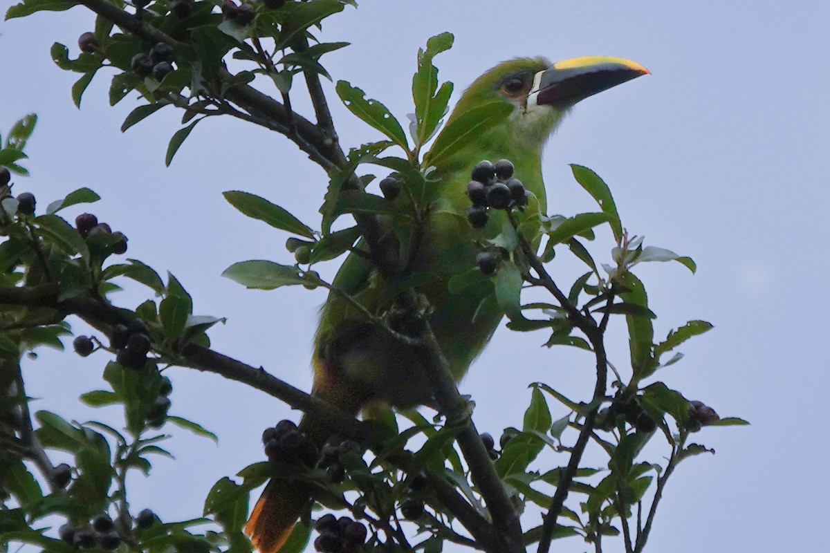 Southern Emerald-Toucanet (Andean) - ML641523294
