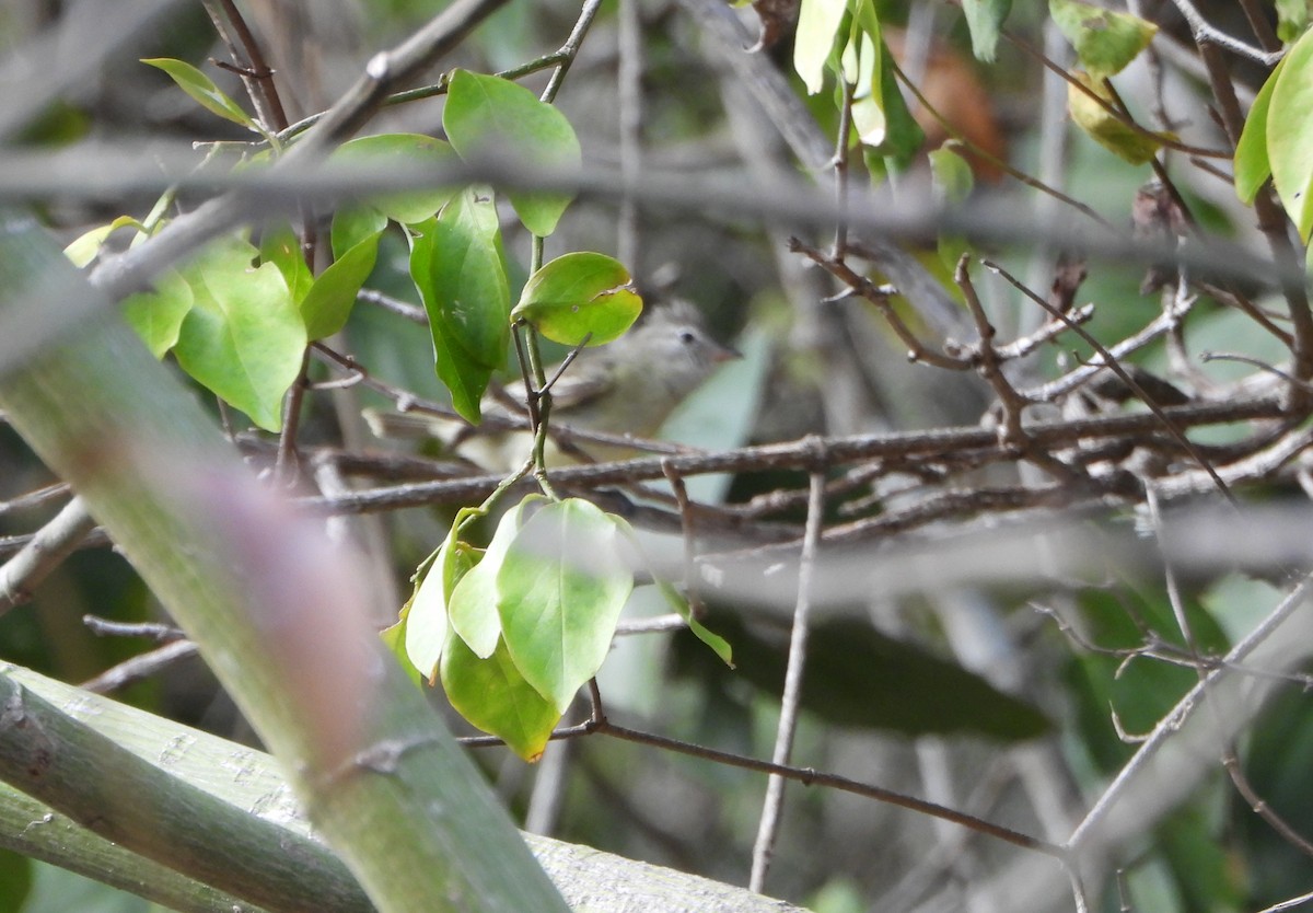 Southern Beardless-Tyrannulet - ML641523295