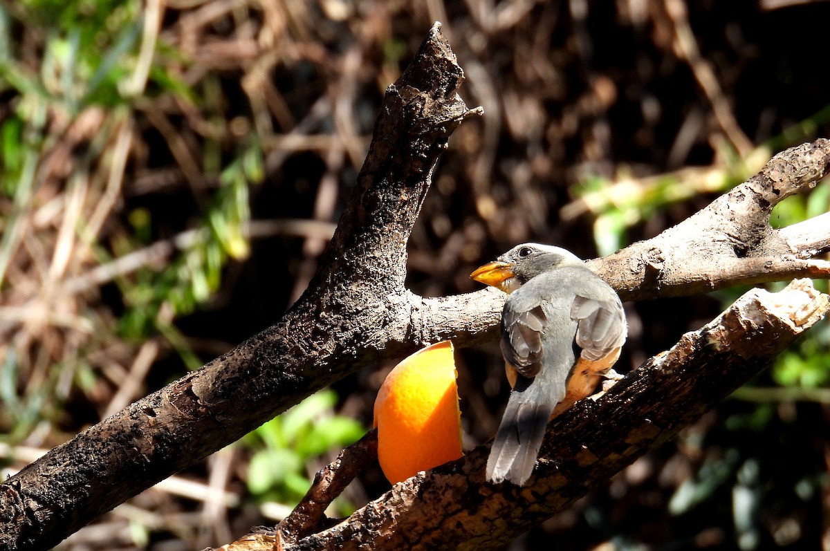 Golden-billed Saltator - ML641523348