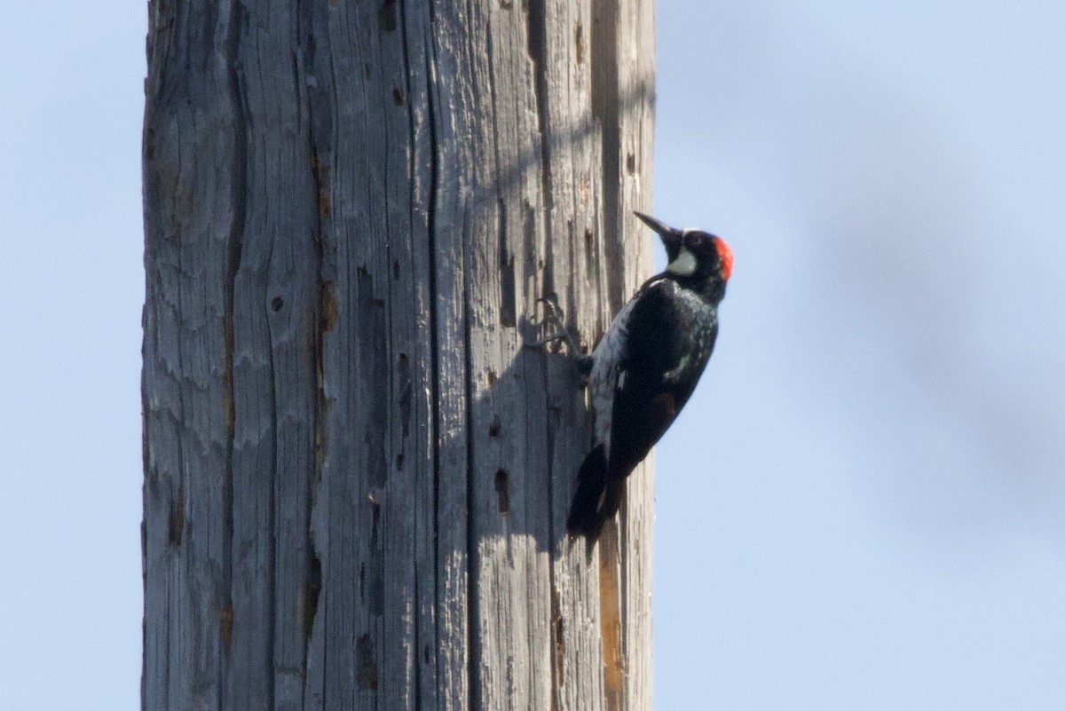 Acorn Woodpecker - ML641523349
