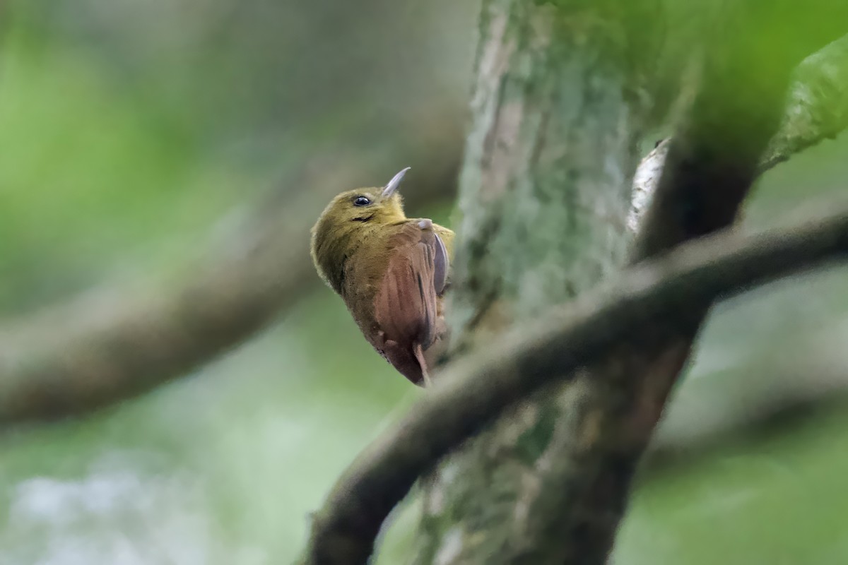 Olivaceous Woodcreeper - ML641523374