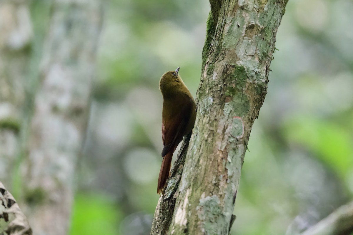 Olivaceous Woodcreeper - ML641523375