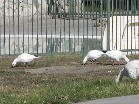 Snow/Ross's Goose - ML641523387