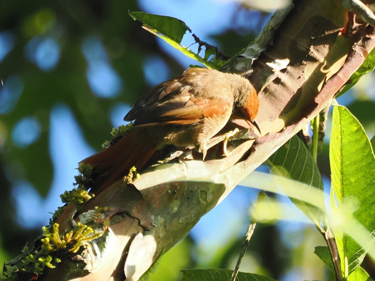 Red-faced Spinetail - ML641523438
