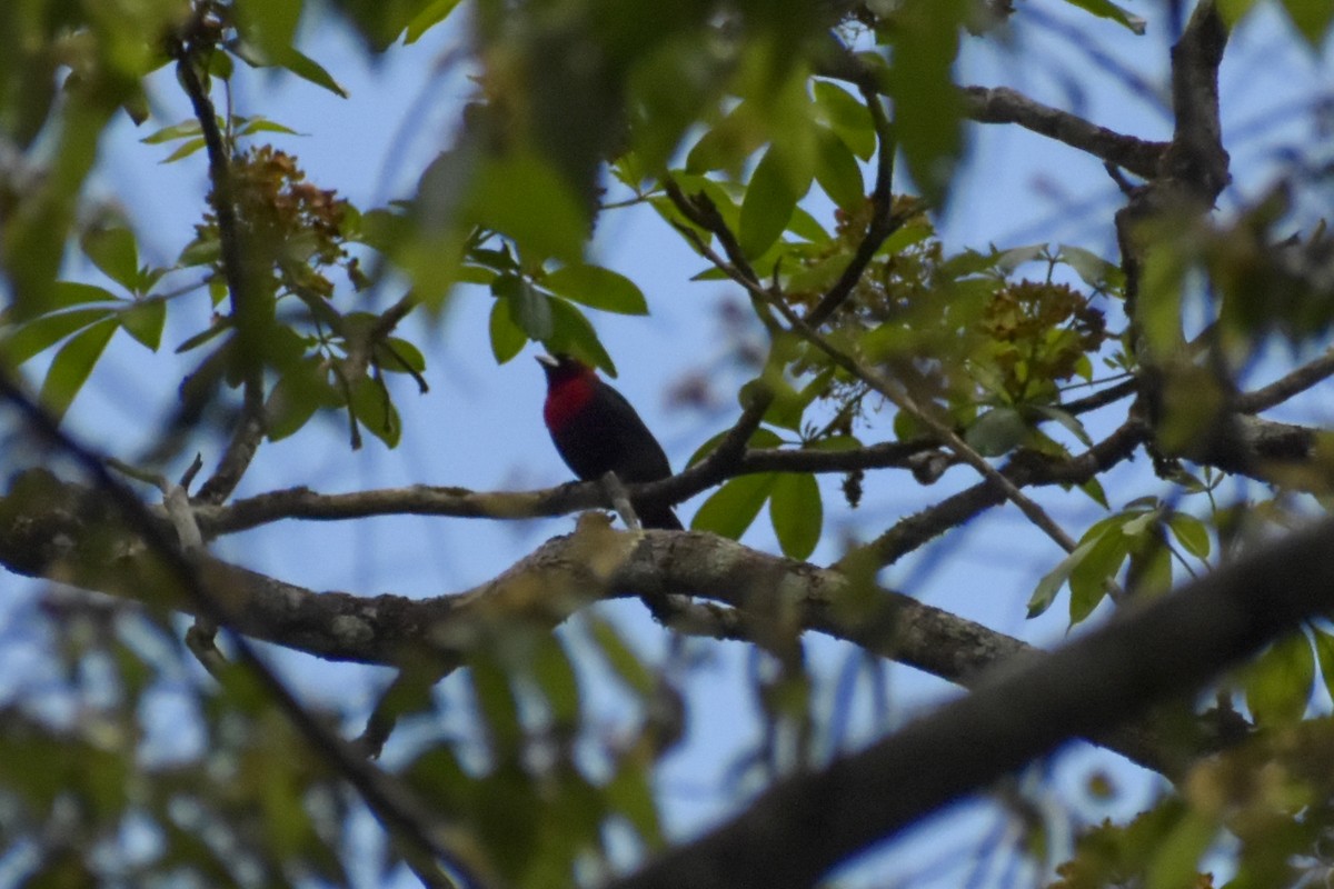 Crimson-collared Tanager - ML641523462