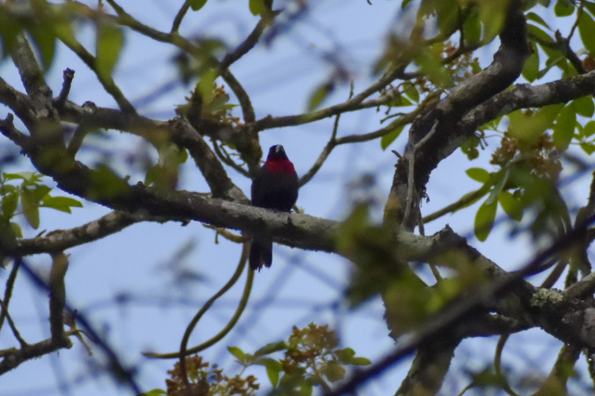 Crimson-collared Tanager - ML641523463