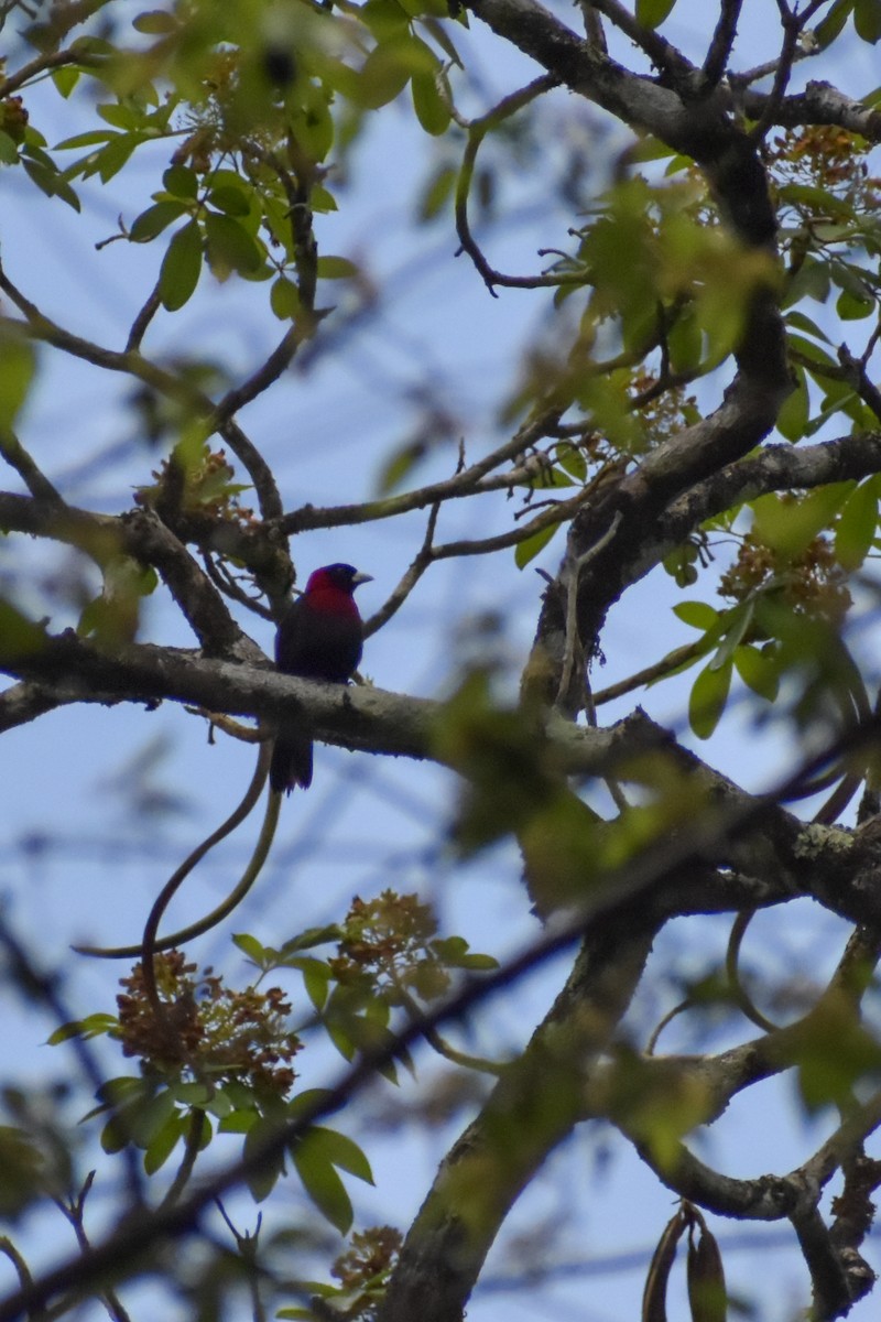Crimson-collared Tanager - ML641523464