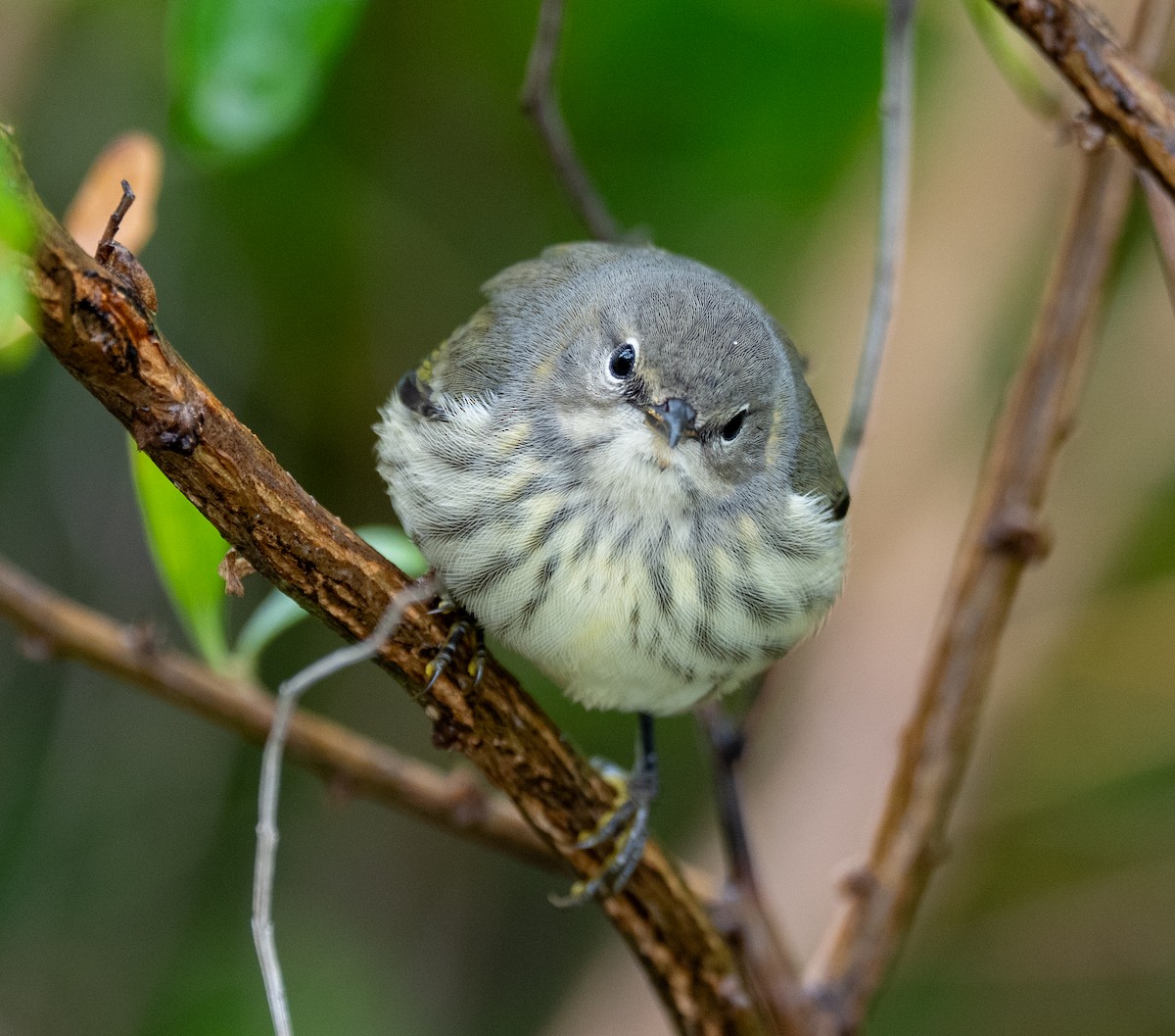 Cape May Warbler - ML641523485
