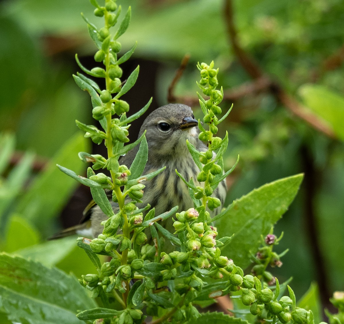 Cape May Warbler - ML641523486