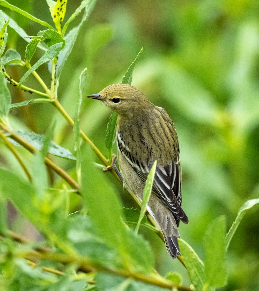 Blackpoll Warbler - ML641523495