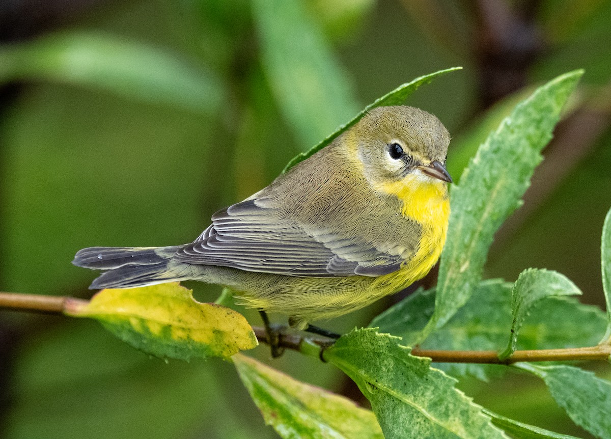 Prairie Warbler - ML641523508