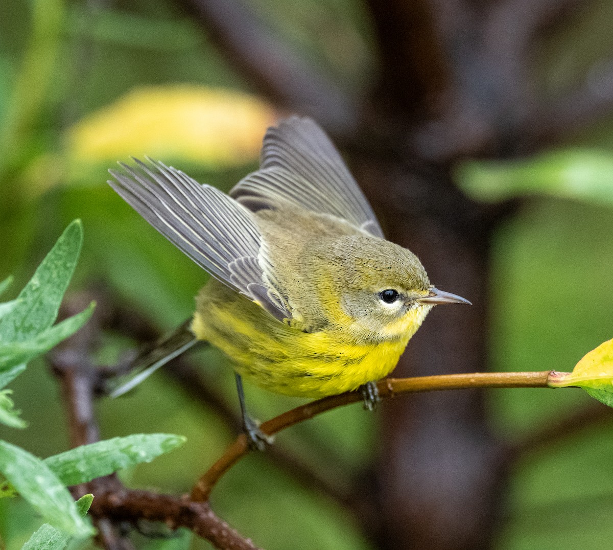 Prairie Warbler - ML641523519