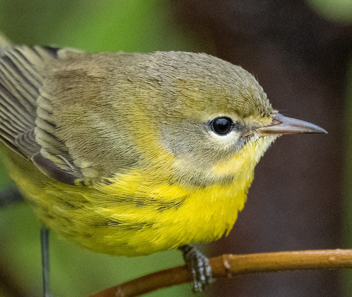 Prairie Warbler - ML641523524