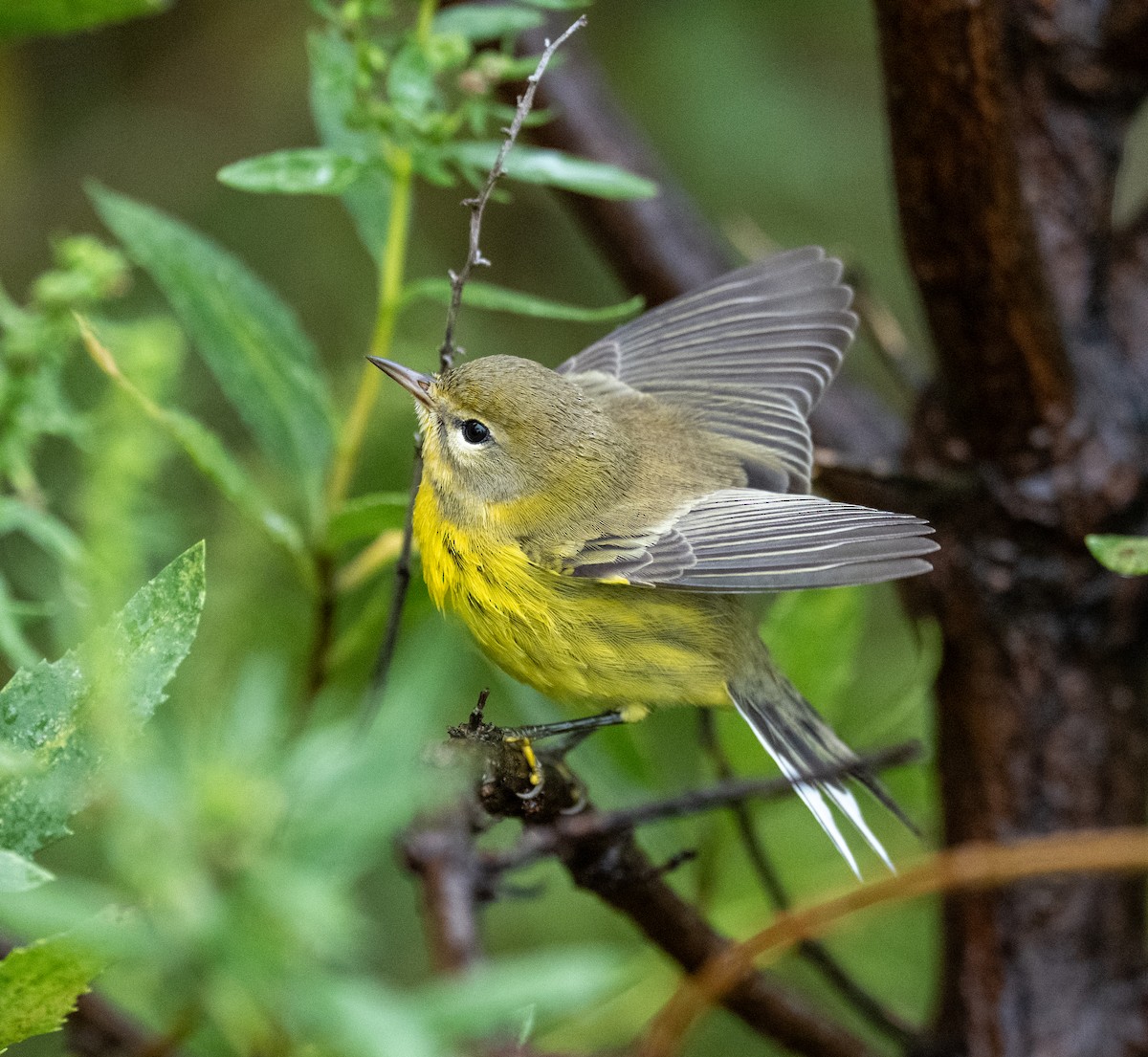 Prairie Warbler - ML641523541