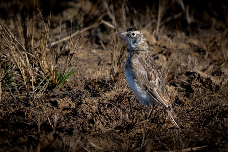 Horned Lark - ML641523542