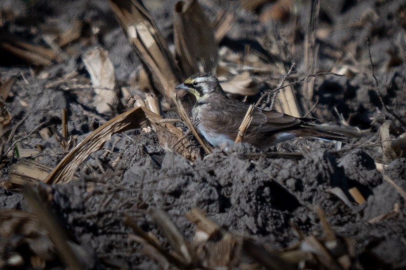 Horned Lark - ML641523543