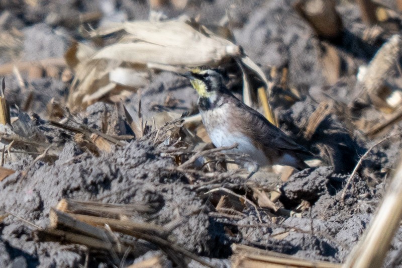 Horned Lark - ML641523544