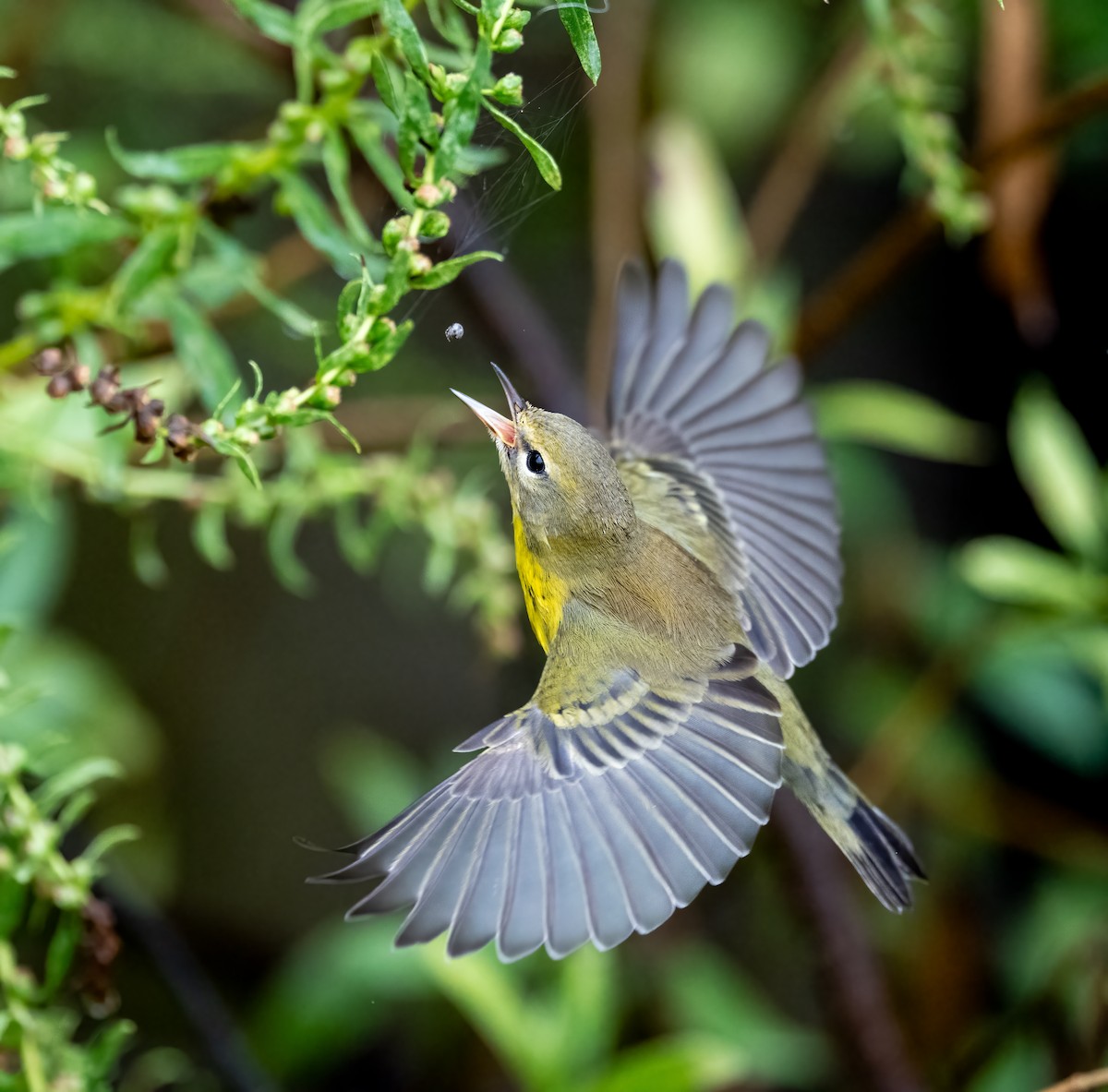 Prairie Warbler - ML641523578