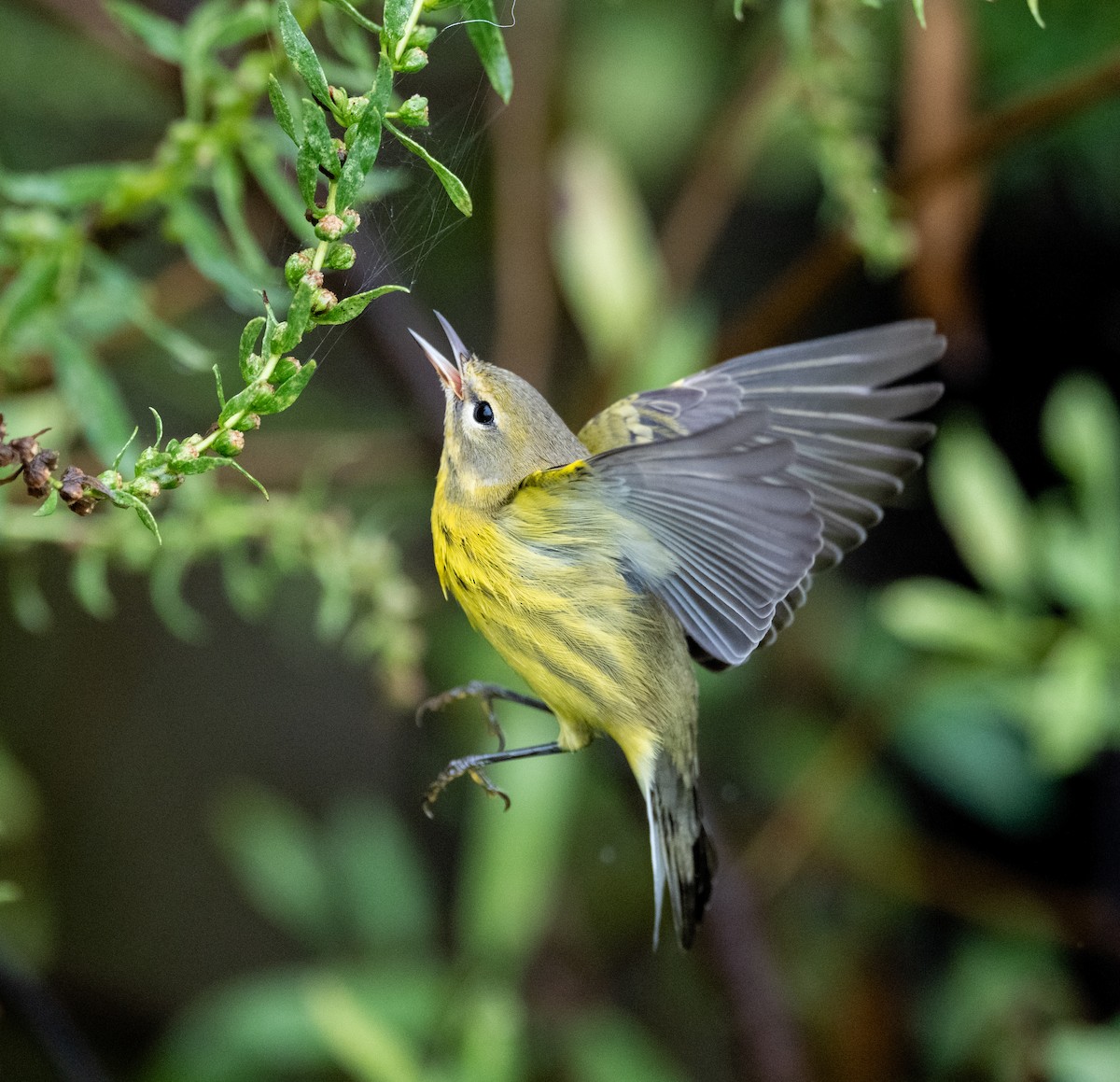 Prairie Warbler - ML641523595