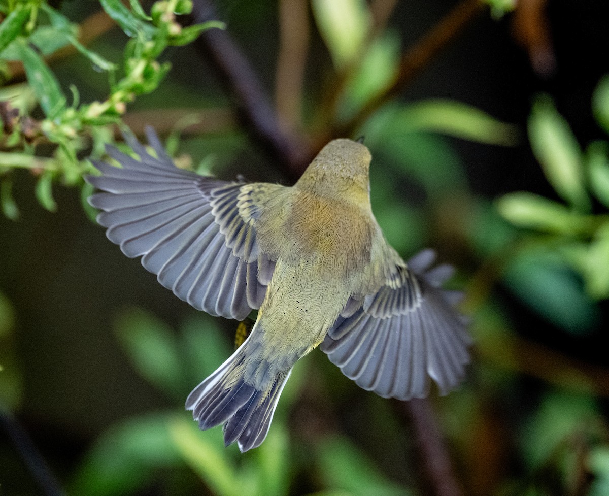 Prairie Warbler - ML641523604