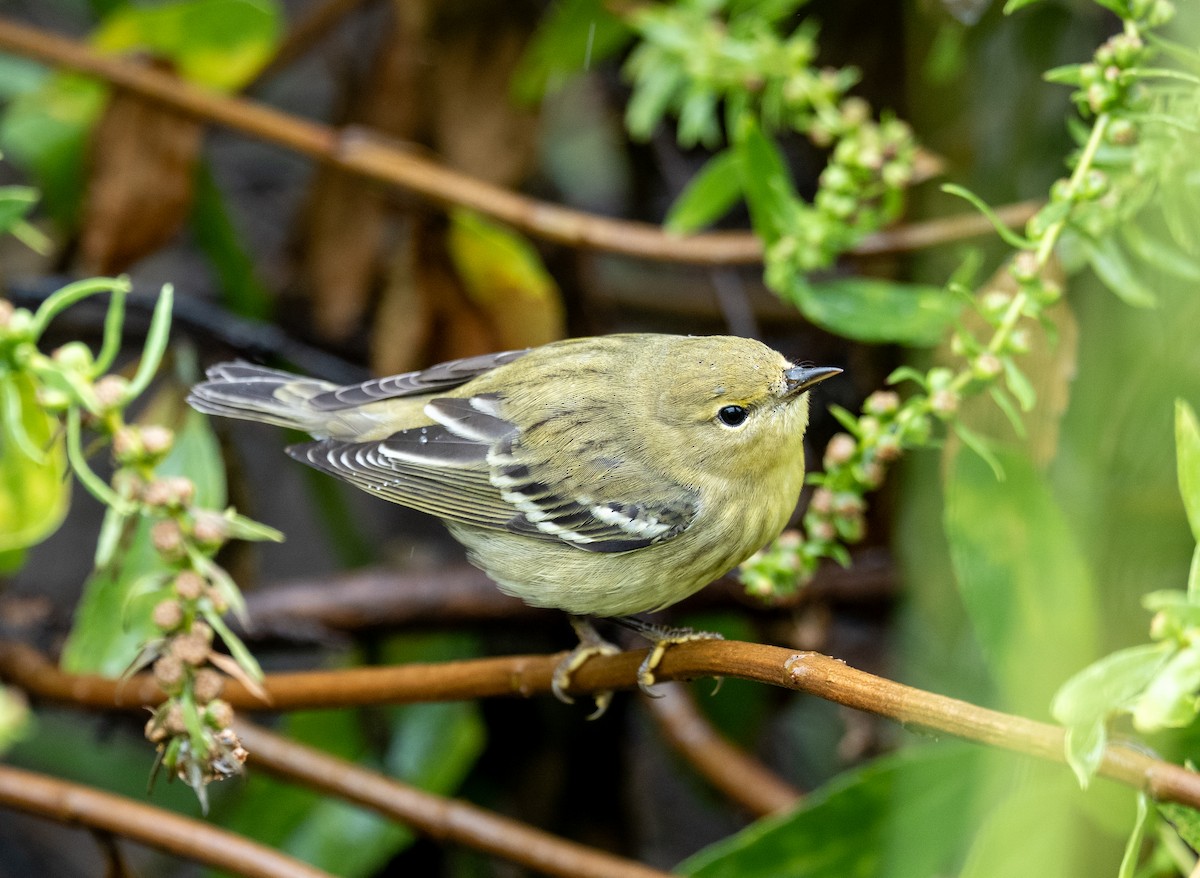 Blackpoll Warbler - ML641523631