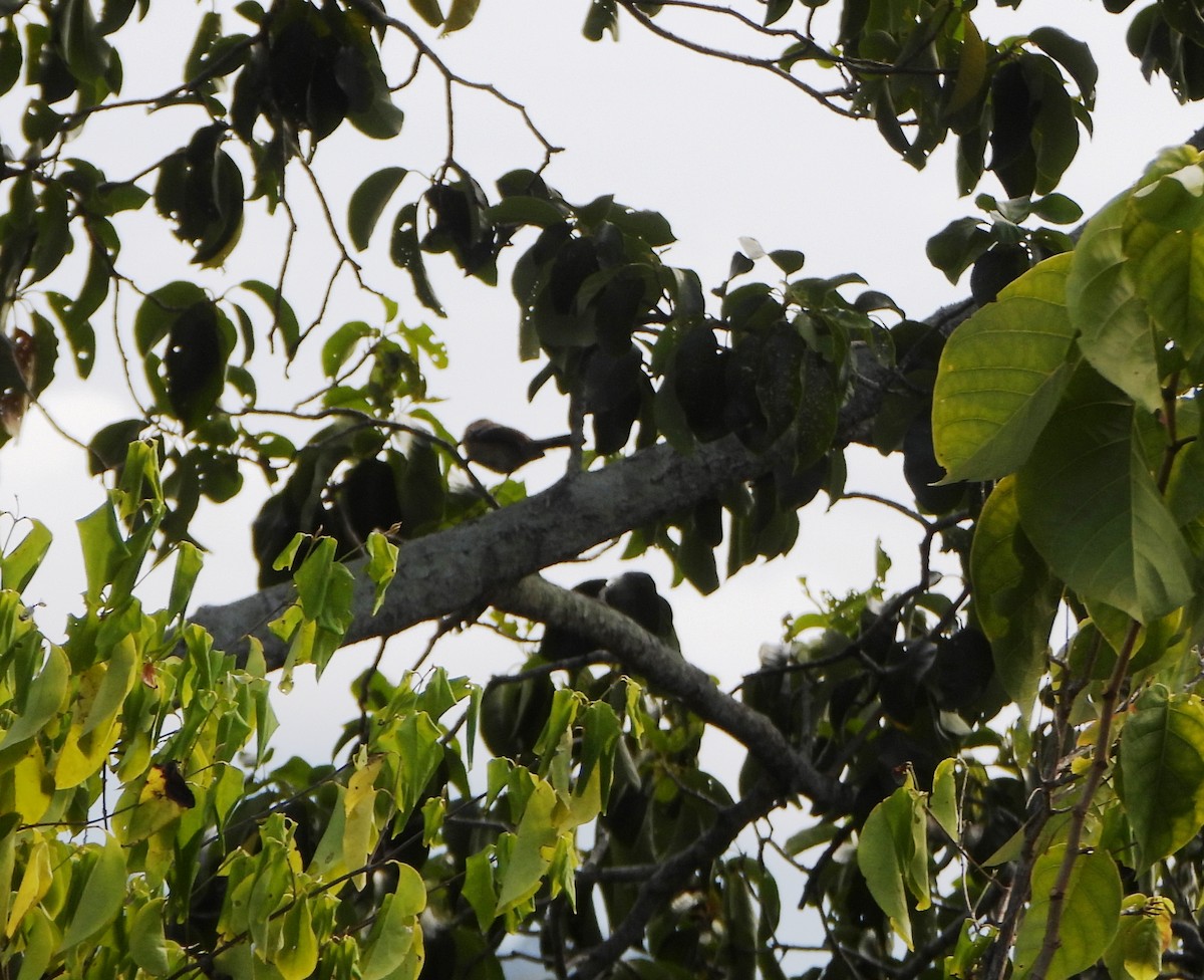 Black-backed Antshrike - ML641523632
